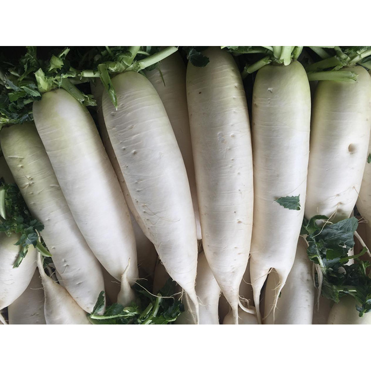 Utforska näringsvärdet av New Crop Fresh Rädisa för att förbättra immuniteten och hämma tillväxten av cancerceller